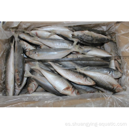 Mackerel de caballos redondos congelados 16-20 cm para la exportación